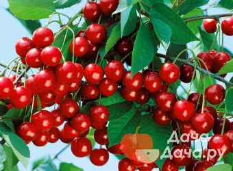 Вишня степная сорт Уральская Рубиновая, фото 1