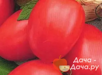 Красная Пресня - сорт растения Томат