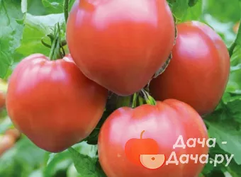 Алтайская Заря - сорт растения Томат