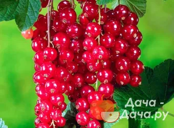 Смородина красная сорт Йонкер Ван Тетс, фото 1