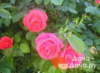 Красный Маяк - сорт растения Роза