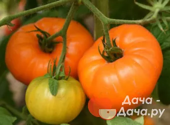 Алтайский Оранжевый - сорт растения Томат