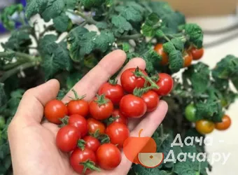 Красная Шапочка - сорт растения Томат