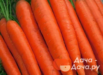 Морковь сорт Балтимор, фото 1