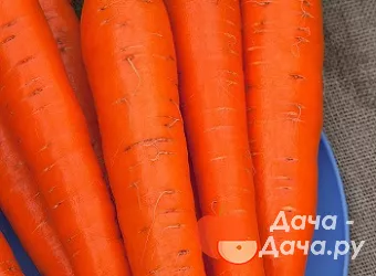 Морковь сорт Император, фото 1