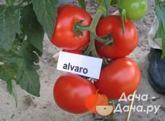 Альваро - сорт растения Томат