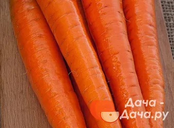 Морковь сорт Канада, фото 1
