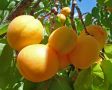 Абрикос - яркий, сочный и вкусный плод.