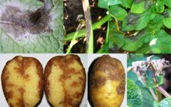 Какие болезни характерны для картофельной культуры? Методы лечения