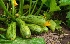Советы по выращиванию кабачков - простой в уходе и дающий обильный урожай овощ