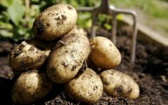 Тонкости выращивания картофеля: от посадки до сбора урожая