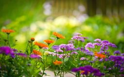 Цветущий сад – гордость дачника