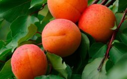Как вырастить абрикос: секреты посадки и ухода
