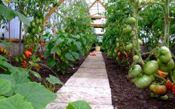 Как вырастить томаты в теплице, выращивание помидоров в теплице без хлопот.