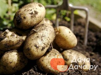 Тонкости выращивания картофеля: от посадки до сбора урожая