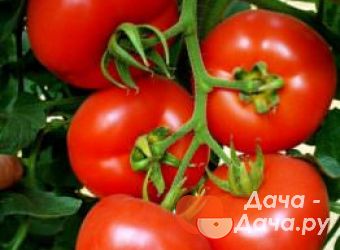 Томат "премиум f1": описание сорта, способа выращивания и фото помидор