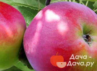 Яблоки Анис Полосатый Фото