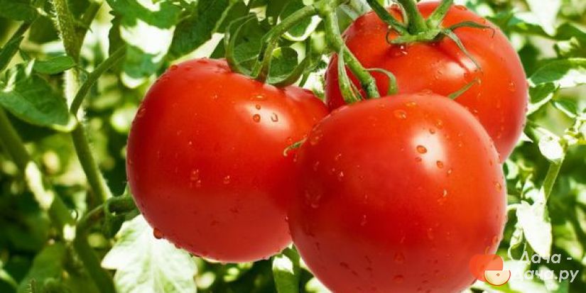 Лучшие среднеспелые сорта помидора для открытого грунта