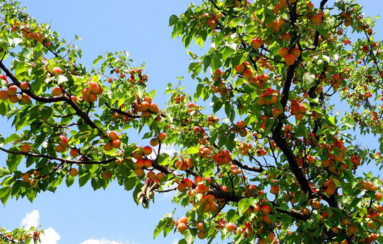 Фото дерево абрикоса